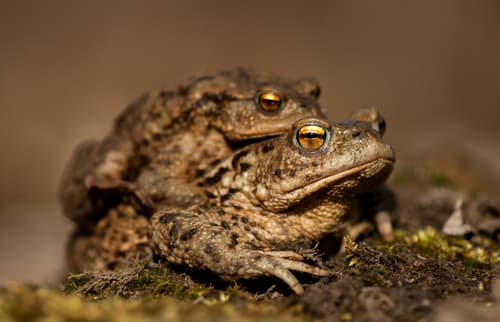 European Toad observation image