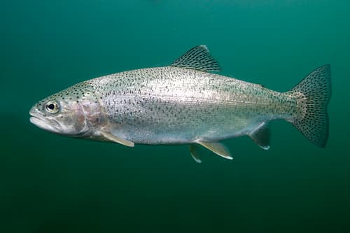 Rainbow Trout observation image