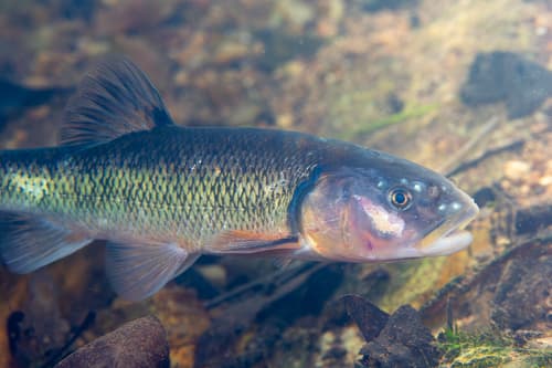 Creek Chub observation image