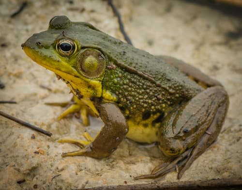 Green Frog observation image